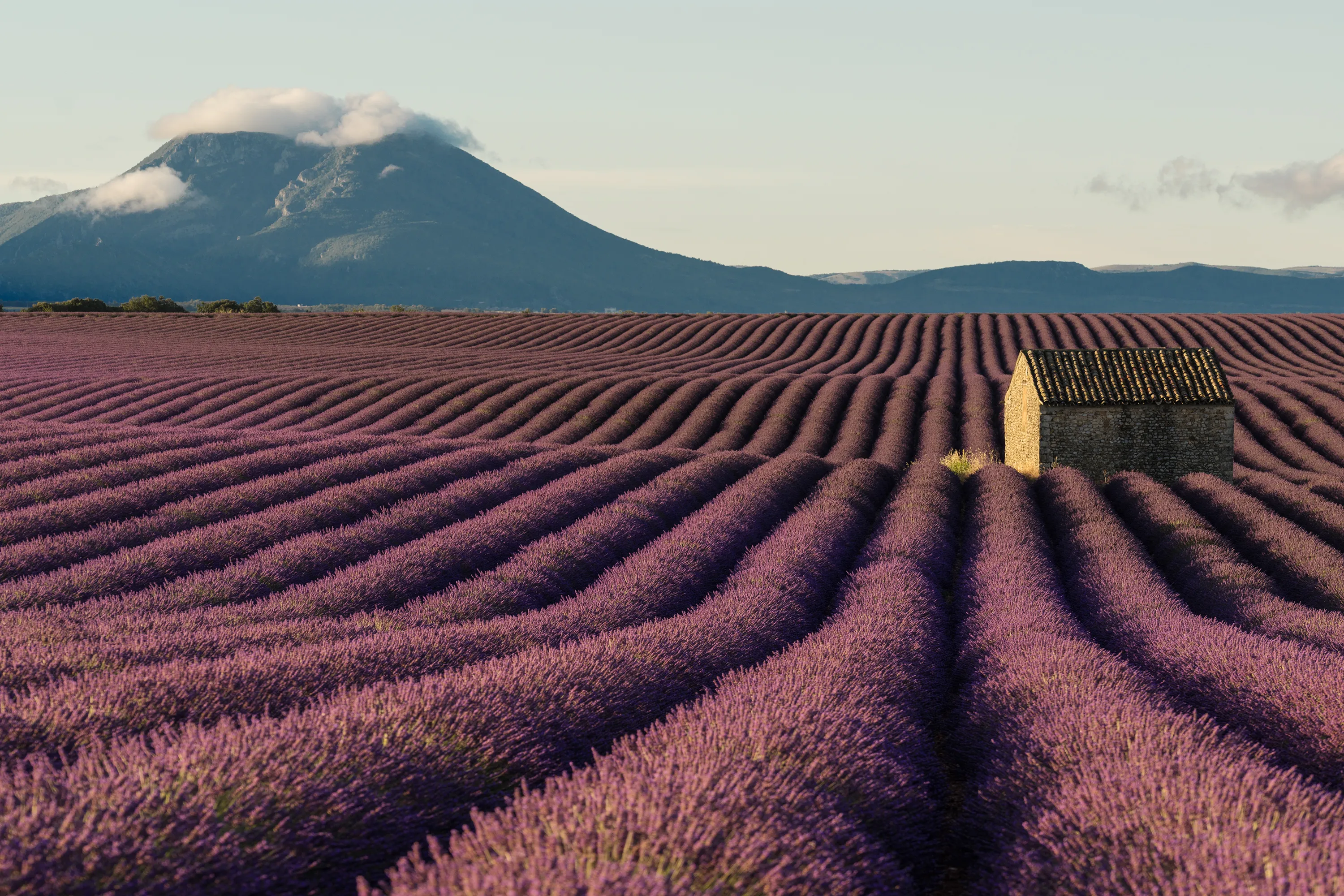Provence Lavender Fields